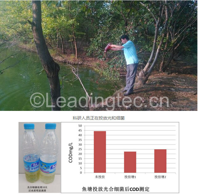投放光和細(xì)菌10天后魚塘水質(zhì)明顯變好，死魚現(xiàn)象消除