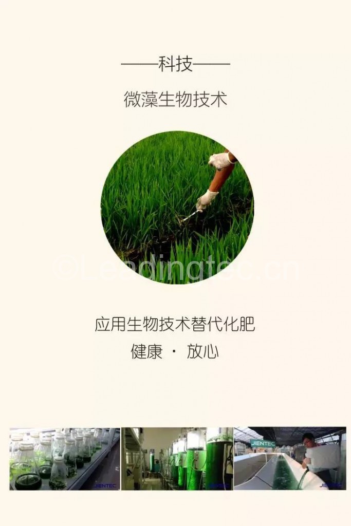 微藻生物有機肥培育的大米