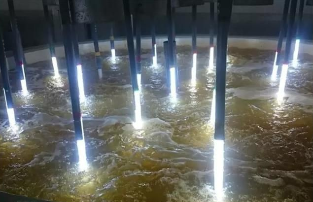 大面積培養(yǎng)