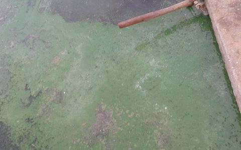 五月份養(yǎng)殖戶要重點關注對蝦藻毒的危害