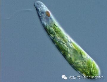 隱藻，小眼蟲，Euglena gracilis