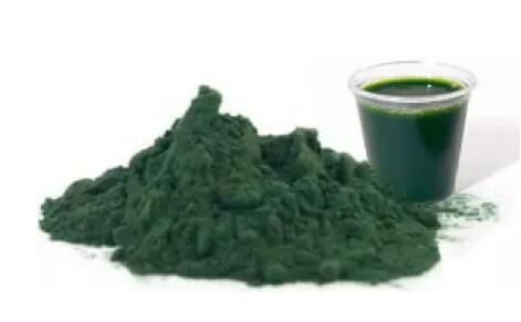 螺旋藻為主要成分的藻粉