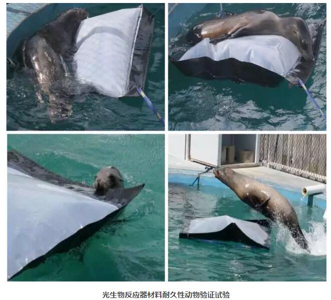 光生物反應(yīng)器生物耐久試驗(yàn)