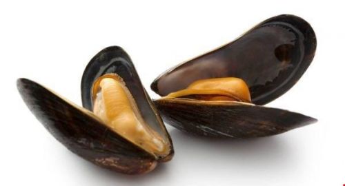 舊金山灣貝類遭污染，毒素濃度超標(biāo)