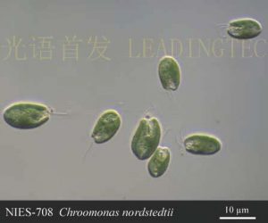 圖15.藍隱藻（Chroomonas nordstedtii）( NIES-0708）