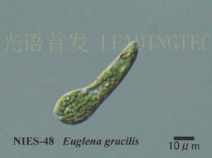 圖21. 纖細裸藻(Euglena gracilis) （NIES-0048）