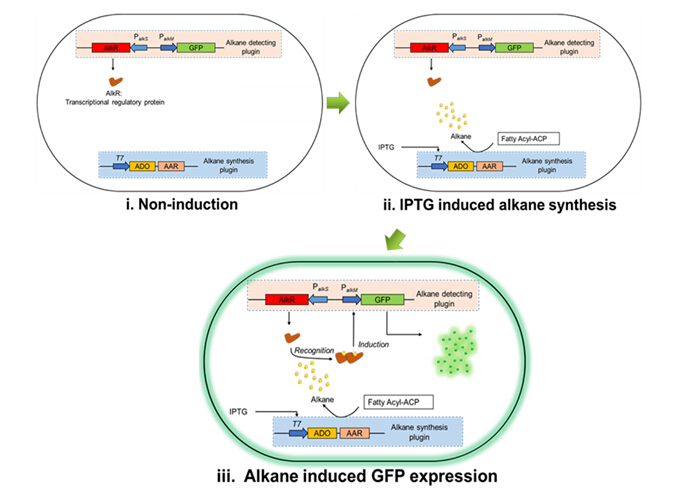 利用重組脂肪烴檢測基因元件將細胞內脂肪烴信號轉變?yōu)闊晒庑盘?，實現(xiàn)大腸桿菌脂肪烴合成的胞內原位快速檢測