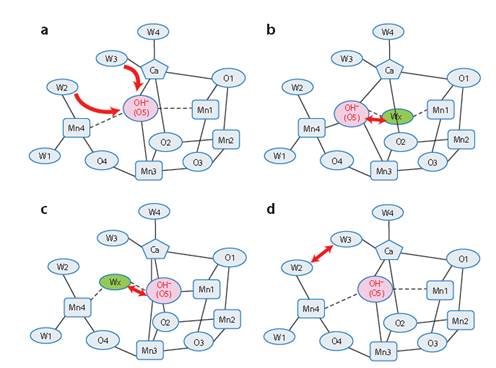 光合放氧過程中氧-氧鍵形成的4種(a-d)可能機(jī)理