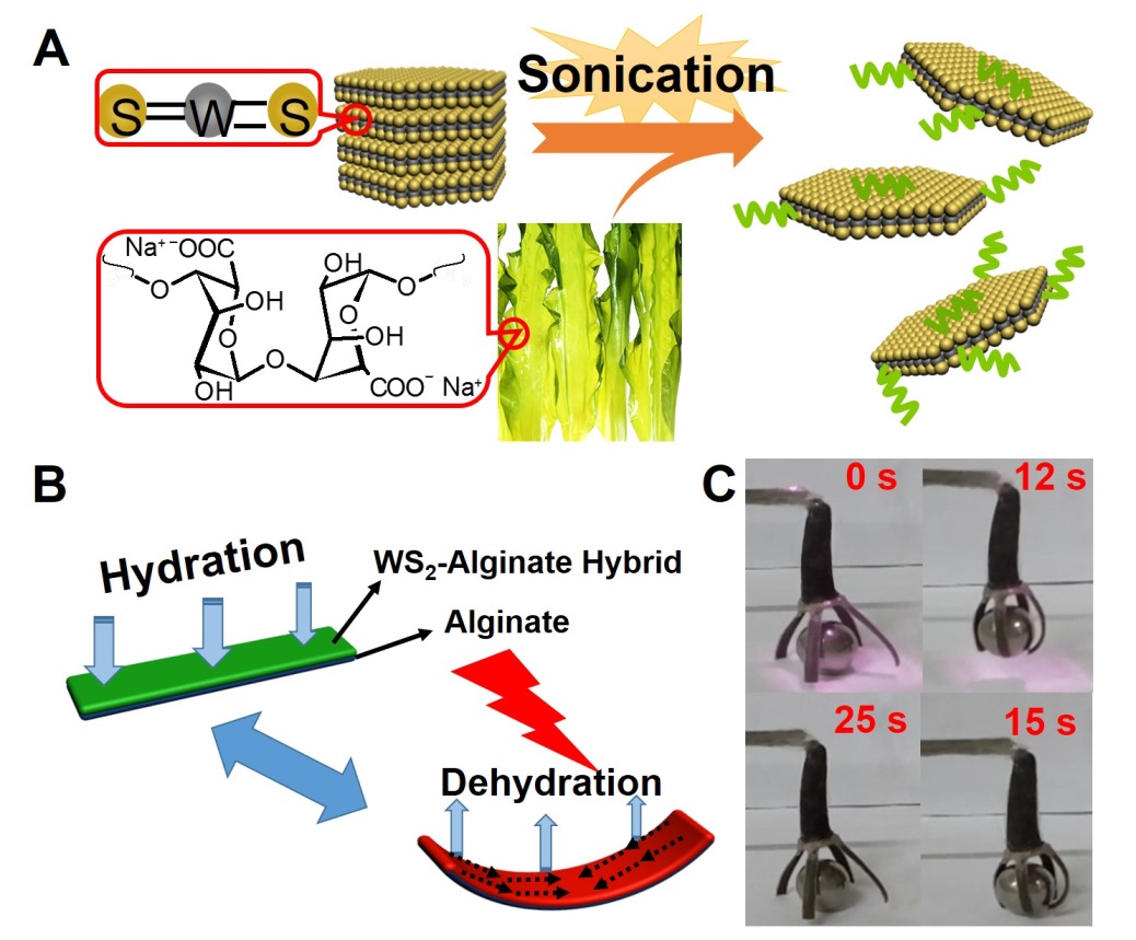 圖：（A）海藻酸鈉（SA）剝離WS2示意圖；（B）SA/WS2雜化薄膜光熱驅(qū)動示意圖；（C）SA/WS2雜化薄膜構筑光圖：（A）海藻酸鈉（SA）剝離WS2示意圖；（B）SA/WS2雜化薄膜光熱驅(qū)動示意圖；（C）SA/WS2雜化薄膜構筑光驅(qū)動仿生抓手。驅(qū)動仿生抓手。