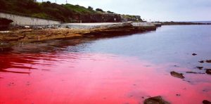 圖4. 在適宜營養(yǎng)及環(huán)境因子具備的情況下，自然水域經(jīng)常見到各色藻華。（澳大利亞Clovelly Beach，由夜光蟲形成的藻華）