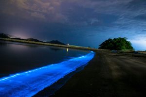 圖5.夜光蟲形成的藻華在夜間如夢(mèng)如幻（2015年5月8日，日本福井縣）