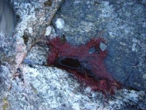 圖1. 自然環(huán)境中石頭坑里的雨生紅球藻，水洼干涸后形成紅色藻痂（By K. Chekanov et al., 2006）