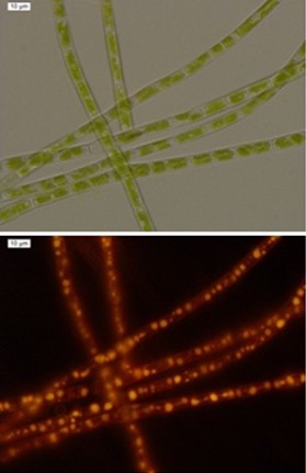 圖1：高含油的淡水黃絲藻（Tribonema）