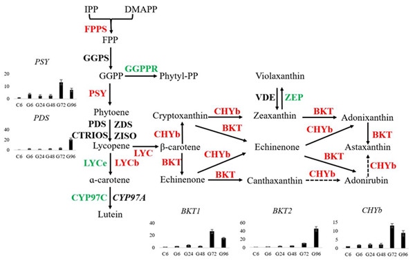 圖1.小球藻中蝦青素合成途徑中相關酶的表達情況。紅色表示表達上調的基因，綠色表示下調的基因，黑色表示不變的基因。