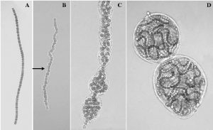 圖11.葛仙米藻絲群體發(fā)育過(guò)程；A.藻絲，B.具有鞘的絲狀體，C.非絲狀體群體和D.絲狀體群體。（引自鄧中洋博士論文，2006）