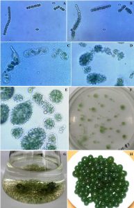 圖12. 地木耳的生長(zhǎng)過(guò)程（參見(jiàn)鄧中洋博士論文，2006）