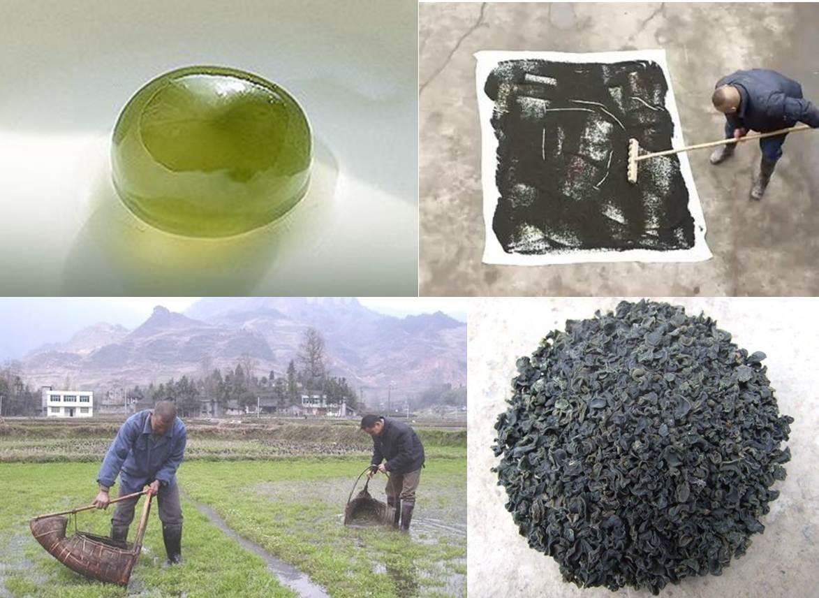 圖5. 葛仙米及采集曬干（圖片引自網(wǎng)絡(luò)）