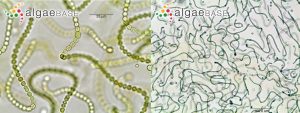圖6.念珠藻的串珠狀細(xì)胞群（N. commune， AlgaeBase 20124&20125）