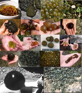 圖7. 不同大小不同顏色的（近）球狀的念珠藻（左下角最大的那個(gè)重2.6公斤，直徑22cm，估計(jì)生長(zhǎng)了大約9-14年，老俞看到此圖一下子覺(jué)得自己沒(méi)見(jiàn)過(guò)世面，應(yīng)該再回去讀一遍博士。圖片收集感謝神梯，度娘還是差了點(diǎn)啊）