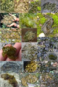 圖8. 地衣/木耳形的念珠藻（人家ladder-up，我們要ladder-out）