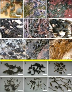 圖9.各色形狀的絲狀念珠藻（上半部a為球狀的普通念珠藻，其他為世界各地的發(fā)狀念珠藻；下半部（黃線以下）為部分發(fā)狀念珠藻的干品狀態(tài)。M. Aboal et. Al., 2016）