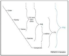 藻類鑒定服務(wù)流程