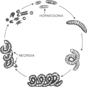圖1.螺旋藻的生活史。 螺旋藻的繁殖，開始可見在成熟的藻絲體中出現(xiàn)一種漸進性變化的特化細胞(necridia)，使藻體裂散成許多雙凹面的碟狀體，漸漸地衍變?yōu)榧s含有數(shù)個單細胞連鎖性原細胞(hormogania)，這就是新生的藻絲體。在連鎖性原細胞中的單細胞失去其原附著在特化細胞上的蛋白質(zhì)，終端變園，在這初期衍變過程中，胞漿呈淡藍綠色，少見顆粒形成。隨著細胞分裂使藻絲體中連鎖細胞數(shù)量增加，胞漿中顆粒形成，其色彩轉(zhuǎn)呈鮮艷的藍綠色，這時藻絲延長而曲卷成為典型的藻絲體。（Orio Ciferri，1983）