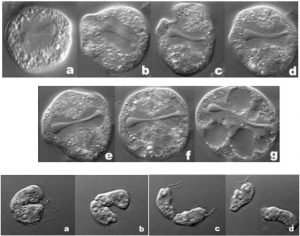 圖10. 電鏡下眼蟲細(xì)胞分裂的現(xiàn)象（https://msu.edu/）