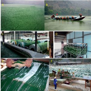 圖10. 緬甸產(chǎn)自湖泊的螺旋藻的加工方式。A.每年3月Twyn Taung湖表面厚厚一層螺旋藻藻華，B.工人駕著船采集螺旋藻，C.篩絹滾筒用于清洗螺旋藻藻泥，D.利用濾袋脫水，E.將藻泥積壓成面條狀，F(xiàn).在陽光下曬干。