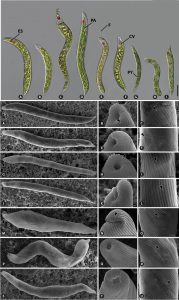 圖11.光鏡下不同眼蟲也就看著大小有區(qū)別，電鏡下纖毫（肌紋）畢現(xiàn)