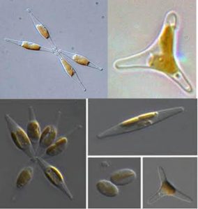 圖13.三角褐指藻，這個(gè)藻在水產(chǎn)養(yǎng)殖中經(jīng)常用，尤其是用來(lái)養(yǎng)蝦苗貝苗等，名字里帶了三角兩字，不過(guò)它也經(jīng)常有不是三角的模樣，梭狀、卵圓形都有。