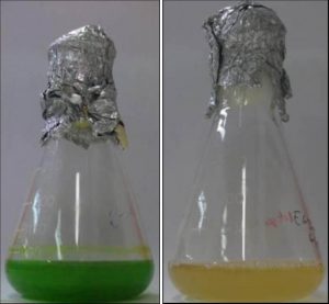 圖19.小眼蟲在光養(yǎng)條件下顯現(xiàn)綠色和而在無光異養(yǎng)的情況下會出現(xiàn)綠色全無的情況（Rob Field，2014）