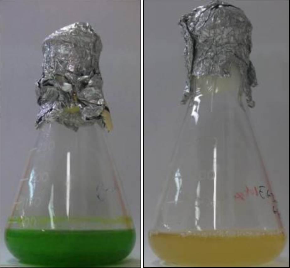 圖19.小眼蟲在光養(yǎng)條件下顯現(xiàn)綠色和而在無光異養(yǎng)的情況下會出現(xiàn)綠色全無的情況（Rob Field，2014）