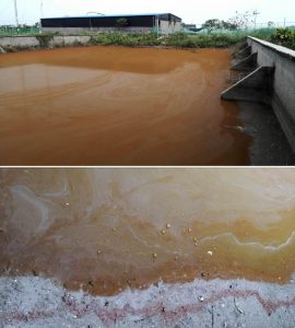 圖21.黃棕色的血紅裸藻藻華（攝于2016年12月，廣西北海）