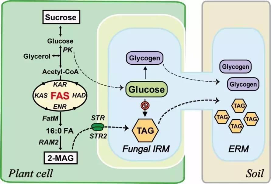 圖一:脂肪酸是植物傳遞給菌根真菌的碳源