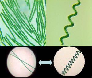 圖3.直線型與螺旋線細胞群體，（圖上左為直線型細胞株TBSM1-5，圖上右為螺旋型細胞株TBSHX-1，均引自http://algae-lab.com/，下圖引自http://www.spirulinaacademy.com/）
