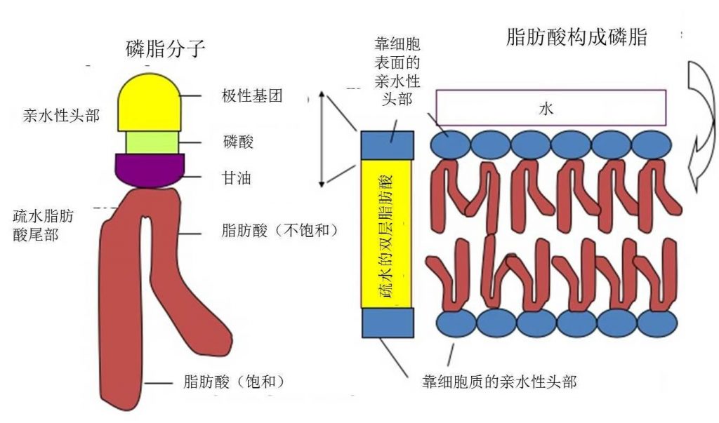 圖6.細(xì)胞膜磷脂雙分子層結(jié)構(gòu)示意圖。一個(gè)甘油、兩個(gè)脂肪酸（飽和/不飽和）和一個(gè)磷酸構(gòu)成一個(gè)磷脂分子，磷酸頭朝外，脂肪酸尾朝內(nèi)，尾尾相對(duì)組成雙層。（如果脂肪酸都是飽和的，細(xì)胞膜無(wú)法形成，如果飽和的脂肪酸少了，就跟豬油一樣凝結(jié)了?。。。。? width=
