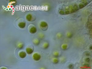 小球藻，Chlorella vulgaris Beyerinck ?(Algaebase:5688)