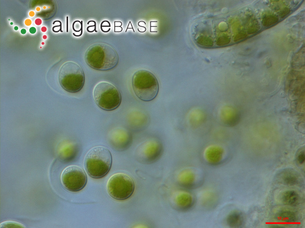 圖1.小球藻，Chlorella?vulgaris?Beyerinck （Algaebase：5688）