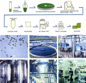 圖5.八重山的小球藻養(yǎng)殖工藝，首先進行種子液的培養(yǎng)，然后在圓池中進行放大培養(yǎng)，以碟片式離心機進行濃縮，濃縮液冷卻后（抑菌）進行短暫的加熱處理（滅菌及滅葉綠素酶酶活），進行噴霧干燥后即可進行壓片等后續(xù)加工。（破壁的工藝有幾種可選，如對濃漿進行碾磨或高壓均質(zhì)，對干粉進行氣流對撞等）