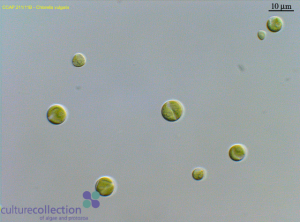 圖4.保藏于CCAP的小球藻（編號211/11B），為Beijerinck所分離的普通小球藻典型株（另見同源株UMACC 248; SAG 211-11b; UTEX 259; IAM C-207; UTCC 111）