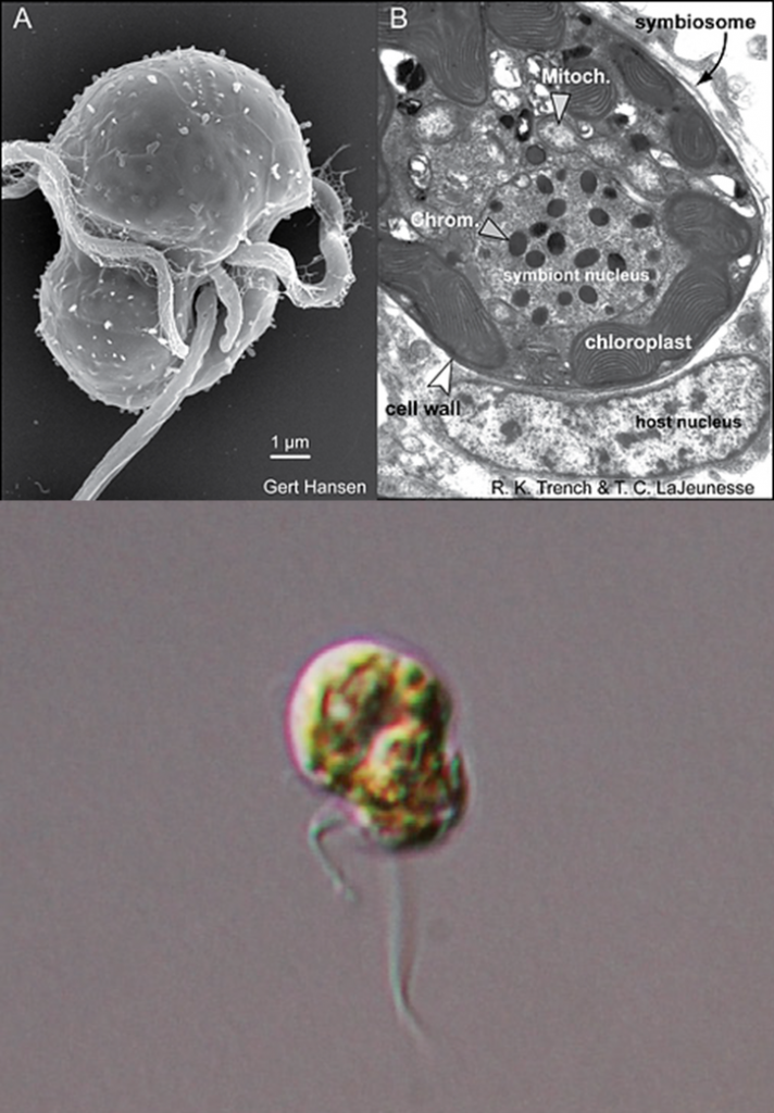 鞭毛蟲(chóng)狀態(tài)的蟲(chóng)黃藻