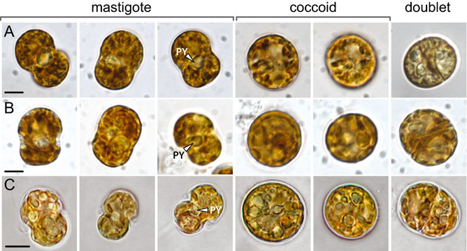 不同的蟲(chóng)黃藻
