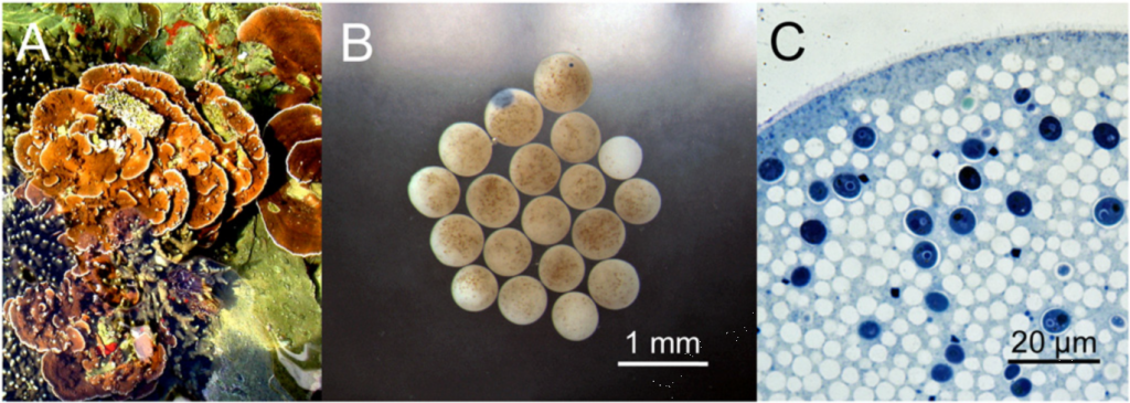 珊瑚的蛋蛋里就含有蟲(chóng)黃藻