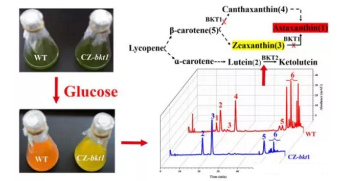 BKT1的失活使小球藻CZ-bkt1積累玉米黃素（3）、葉黃素（2）和β-胡蘿卜素（5）