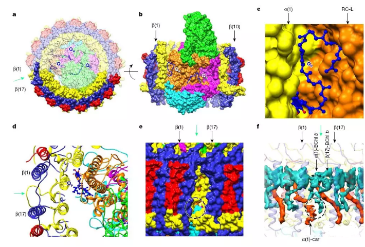 圖2? Bch. viridis的LH1-RC復合體電鏡結構