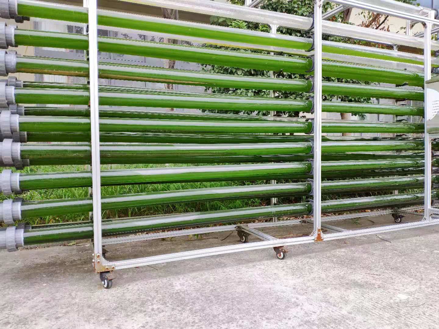 水產(chǎn)養(yǎng)殖擴(kuò)培用小球藻和培養(yǎng)基套裝產(chǎn)品 - 圖片 9