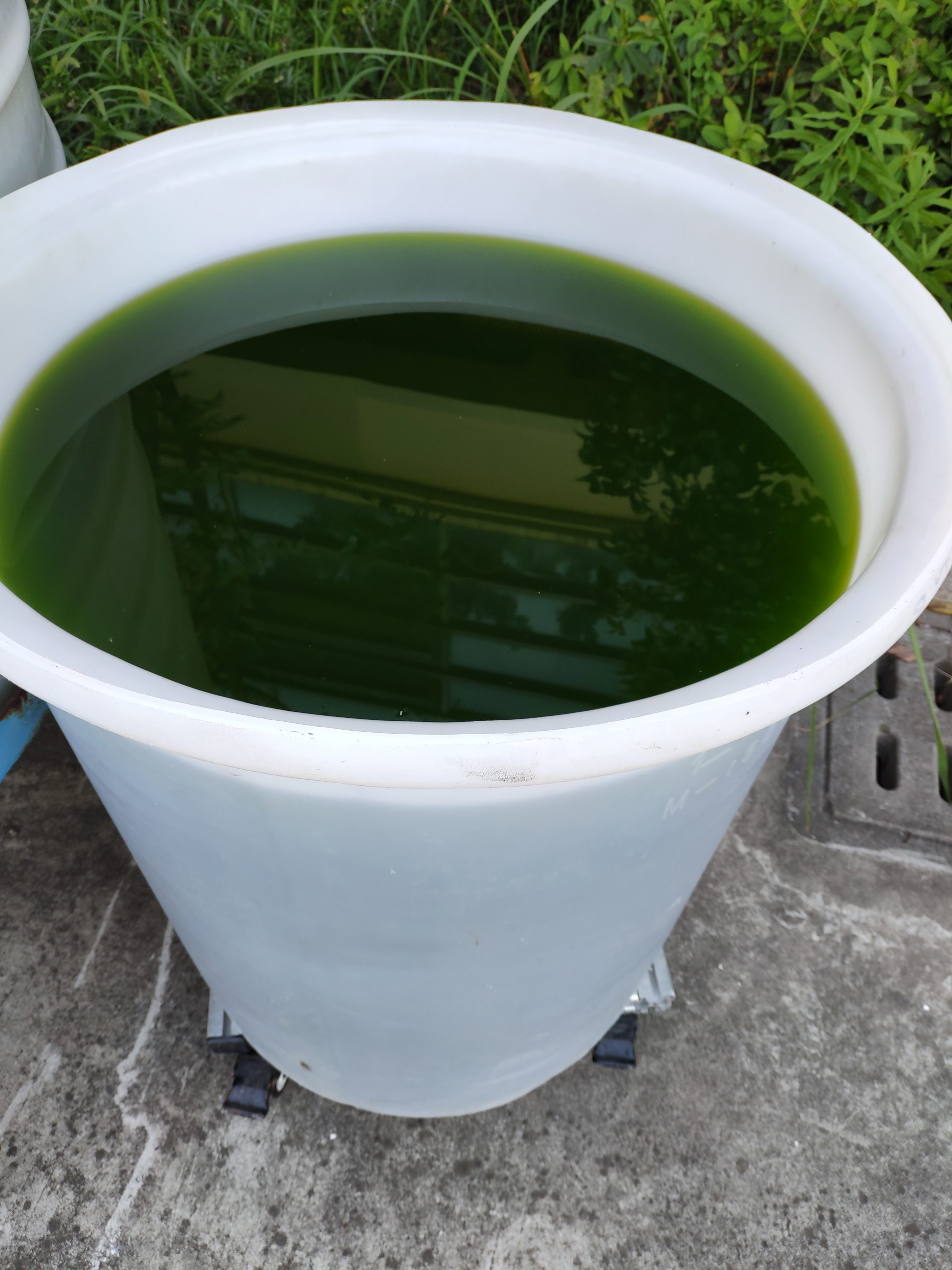 水產(chǎn)養(yǎng)殖擴(kuò)培用小球藻和培養(yǎng)基套裝產(chǎn)品 - 圖片 5