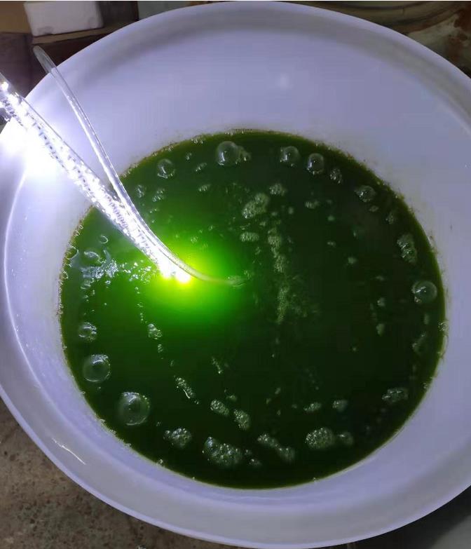 水產(chǎn)養(yǎng)殖擴(kuò)培用小球藻和培養(yǎng)基套裝產(chǎn)品 - 圖片 10