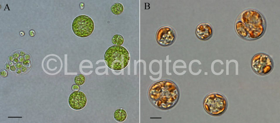 佐芬根色綠球藻Chromochloris zofingiensis